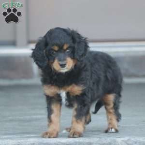 Keisha – F1b, Cavapoo Puppy